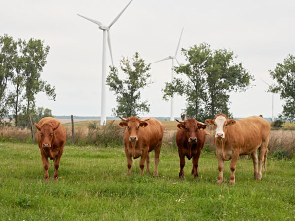 Vier Kühe stehen auf der Weide vor Windrädern.