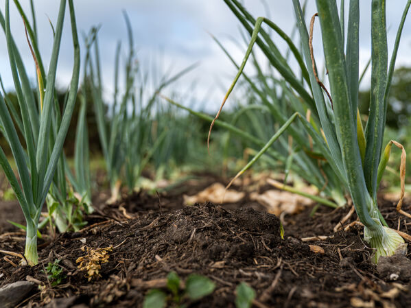 Man sieht Zwiebelpflanzen aus dem Boden wachsen.