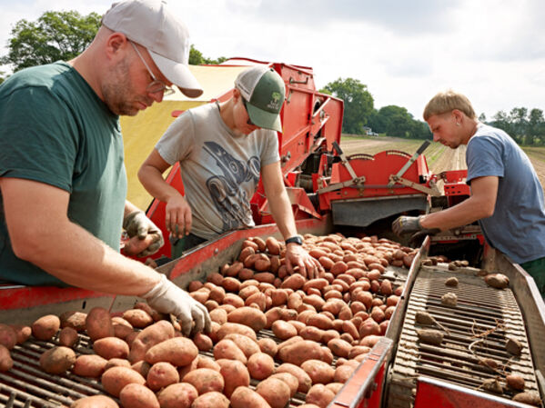 Drei Männer sortieren Kartoffeln.
