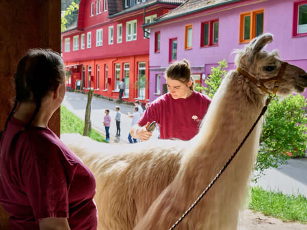 Zwei Personen striegeln ein Lama.